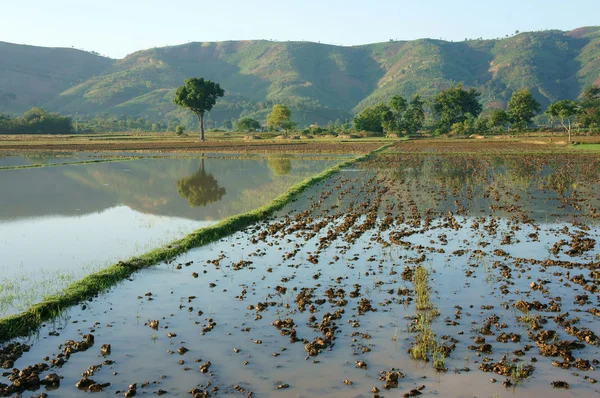 Agriculture champ, arbre, montagne, reflet — Photo