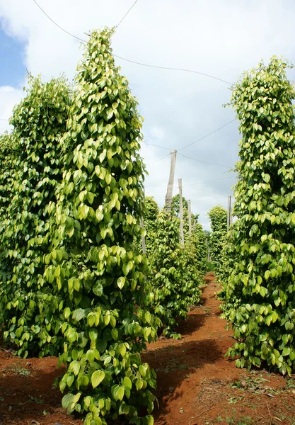 Campo de pimienta, Vietnam, producto agrícola — Foto de Stock