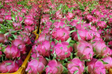 Dragon fruit, agricultural product, Vietnam
