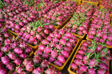 Dragon fruit, agricultural product, Vietnam