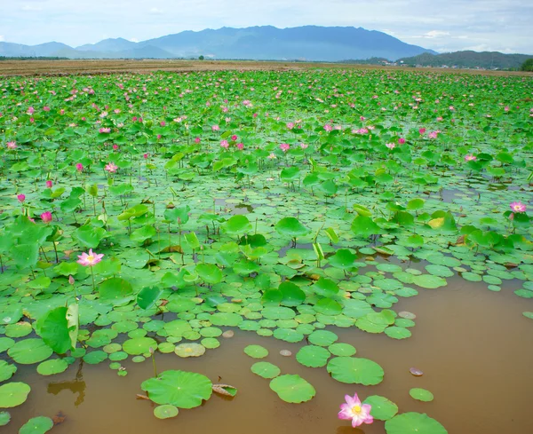 Vietnam flor, flor de loto, estanque de loto — Foto de Stock