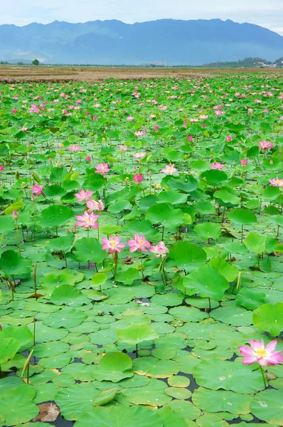 Vietnam flor, flor de loto, estanque de loto — Foto de Stock