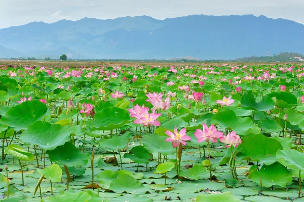 Vietnam flower, lotus flower, lotus pond — Stock Photo, Image