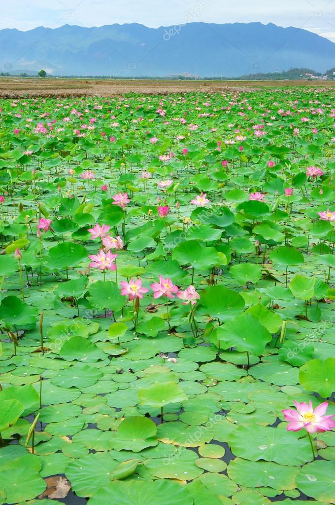 Vietnam Flower Lotus Flower Lotus Pond 图库照片 C Xuanhuongho Vietnam Flower Lotus Flower Lotus Pond 图库照片 C Xuanhuongho