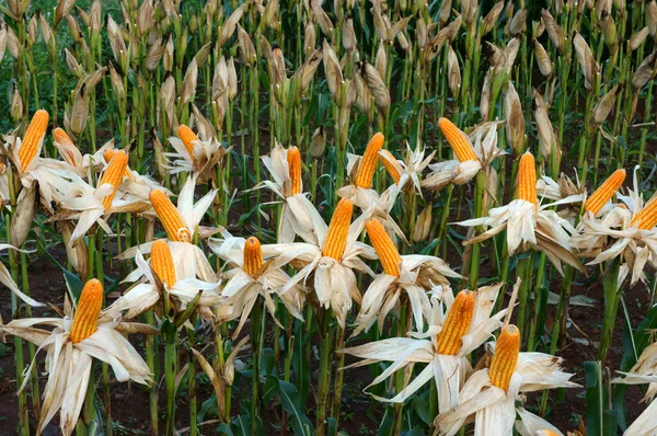 Experiment garden, yellow maize, Vietnam, agriculture, corn — Stok fotoğraf