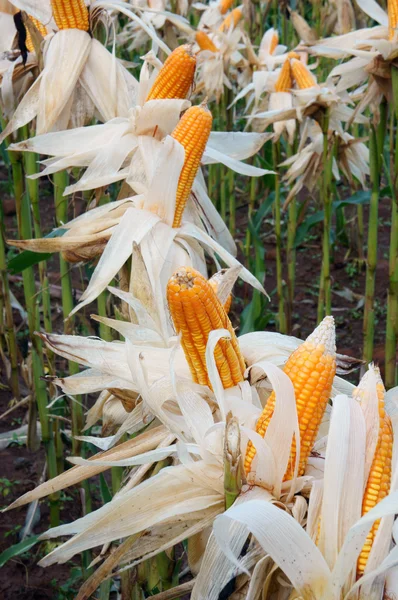 Experiment garden, yellow maize, Vietnam, agriculture, corn — Stockfoto