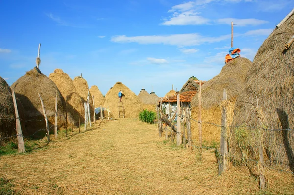 Vietnamesisches Dorf, Strohstapel, Kuhstall, Vietnam — Stockfoto