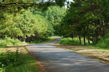 Bien Ho, Ekoturizm, çam ormanı, göl, Gia Lai, Vietnam