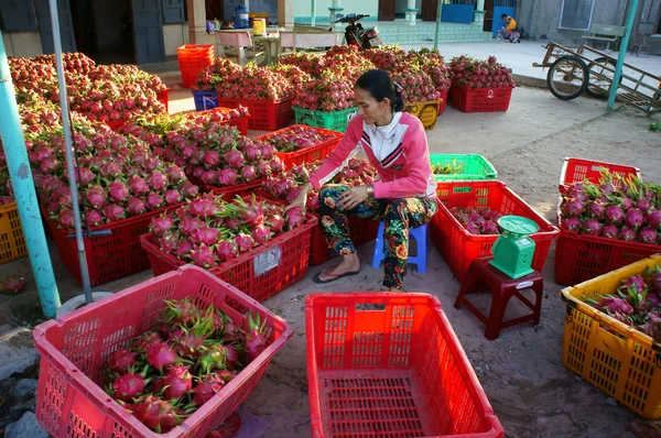 Farmer, dragon fruit, dragonfruit, trader — 图库照片