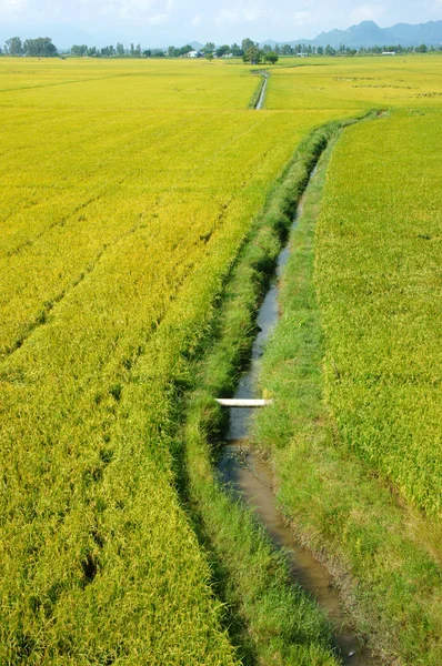 В'єтнам сільській місцевості краєвид, рисові поля — стокове фото