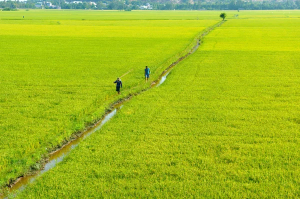 Vietnam peisaj rural, câmp de orez — Fotografie, imagine de stoc