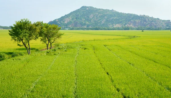 Vietnam countryside landscape, rice field — Stock Photo, Image