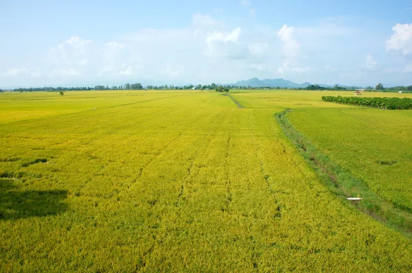 Vietnam countryside landscape, rice field — Stock Photo, Image