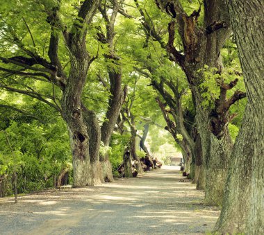 Muhteşem manzara, Mekong Delta, satır ağacının