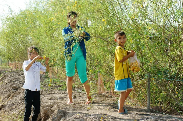 Азиатские дети, Bong dien dien, Sesbania sesbana, дельта Меконга — стоковое фото