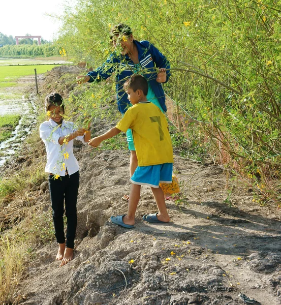 Niños asiáticos, bong dien dien, Sesbania sesbana, Mekong Delta —  Fotos de Stock