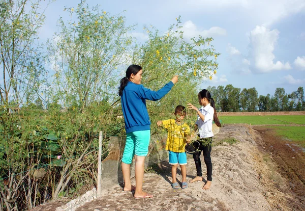 Asiatiques enfants, bong dien dien, Sesbania sesbana, Delta du Mékong — Photo