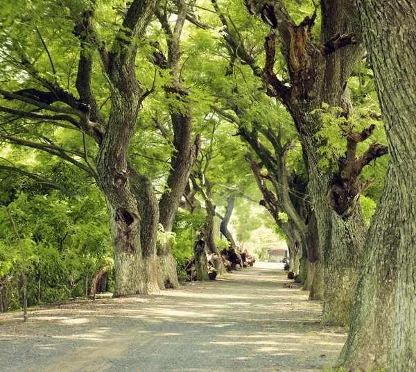 Maravilhosa paisagem, Mekong Delta, fileira de árvore — Fotografia de Stock