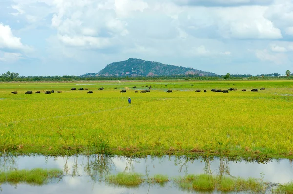 Krajina, Mekong Delta, buffalo, zaplavené rýžové pole — Stock fotografie