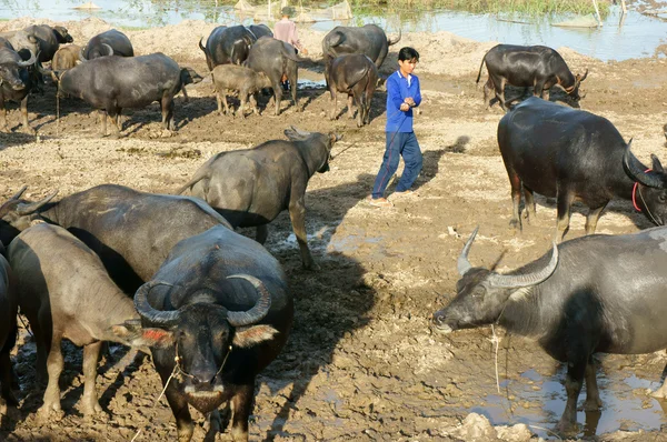 Asijské farmář, pastva, buffalo — Stock fotografie