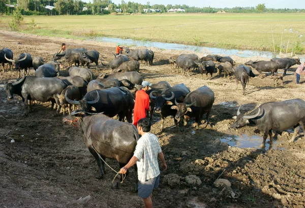 Asian farmer, grazing, buffalo — Stock Photo, Image