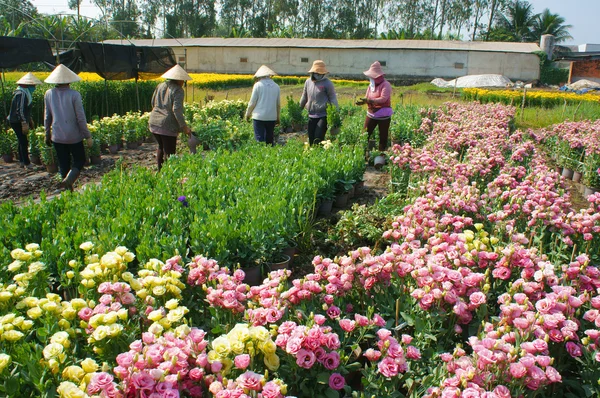 Asian farmer harvest, flower, trader transport — Stock Photo, Image