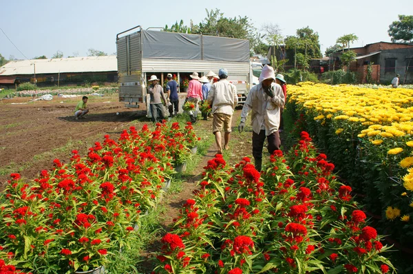 Asian farmer harvest, flower, trader transport — Stock Photo, Image