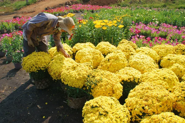 Asyalı Çiftçi hasat, çiçek, tüccar taşıma — Stok fotoğraf