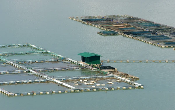 Pesca, acquario, daklak, Vietnam — Foto Stock