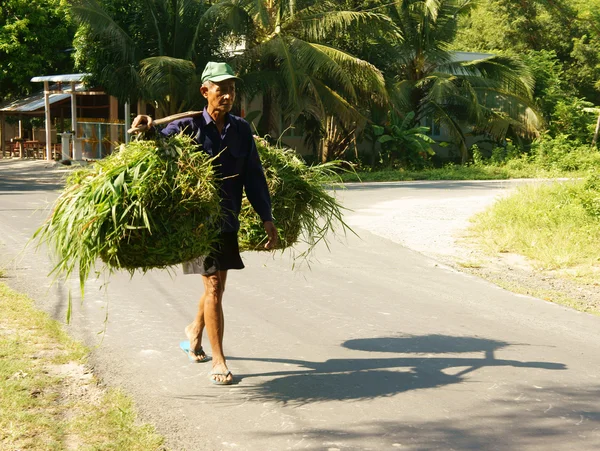 Vietnamita, llevar, cesta de hierba —  Fotos de Stock
