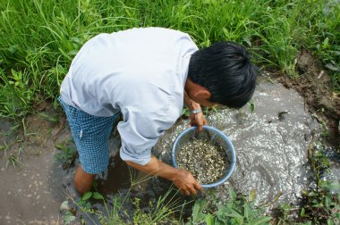 Vietnamca, balık, çamur, Mekong Delta yakalamak