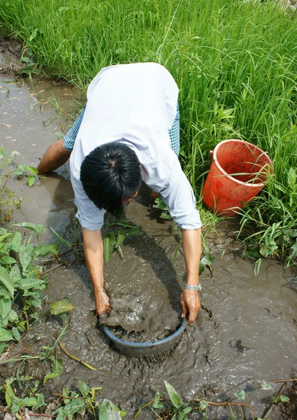 ベトナム語、泥、メコン ・ デルタの魚を捕まえる — ストック写真