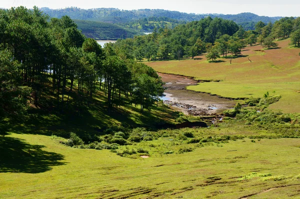 Dalat, viajes de ecología, hierba, jungla de pino — Foto de Stock