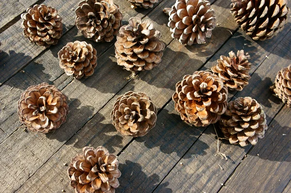 Cono de pino, Navidad, conos de pino, Navidad — Foto de Stock
