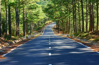 manzara, Dalat, çam ormanı, seyahat, Vietnam, sokak