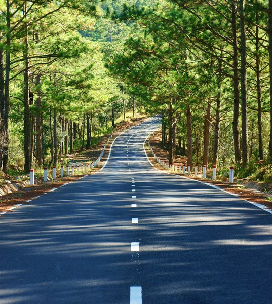 Paisaje, Dalat, bosque de pinos, recorrido, Vietnam, calle — Foto de Stock