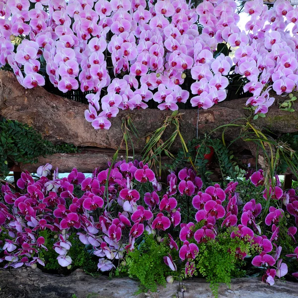 Blütenhintergrund, Orchidee, Frühling, Blüte — Stockfoto