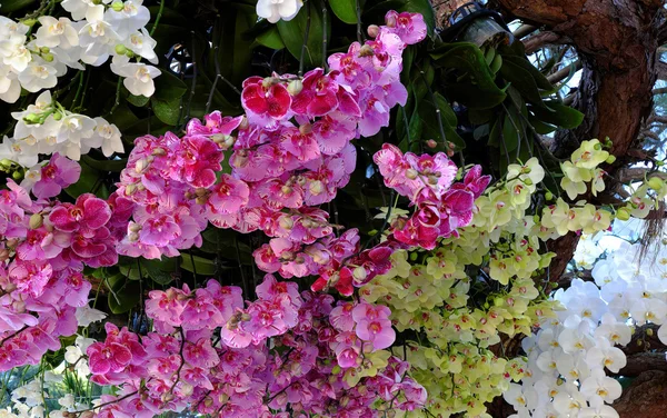 Fundo da flor, orquídea, mola, flor — Fotografia de Stock