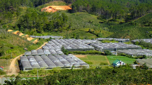Dalat blumendorf, vietnam, hochtechnologische landwirtschaft — Stockfoto