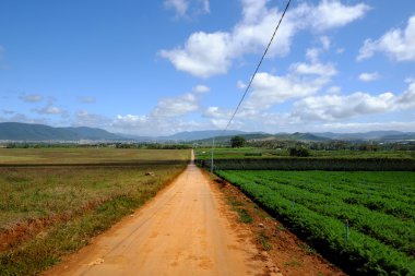 tarım alanı, Dalat, Vietnam, alan, sebze çiftliği 