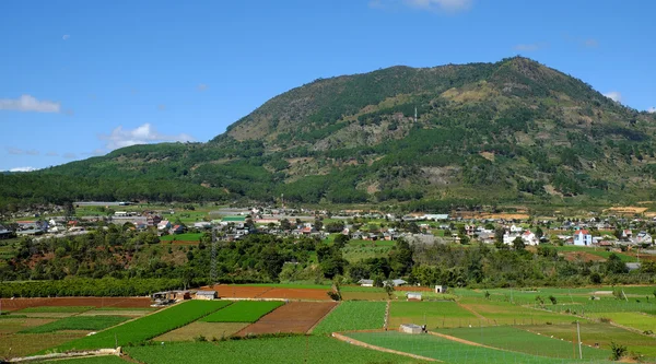 Zone agricole, Dalat, Vietnam, champ, ferme maraîchère — Photo