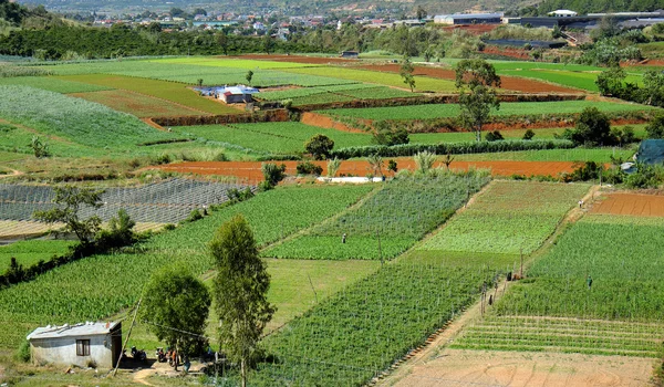 Tarım alanı, Dalat, Vietnam, alan, sebze çiftliği — Stok fotoğraf