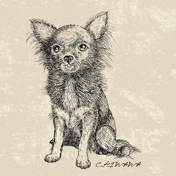 Chiwawa cão desenho esboço —  Vetores de Stock