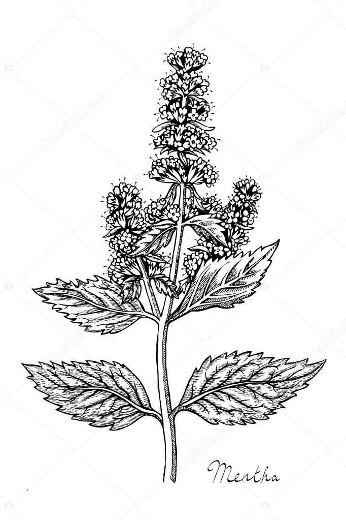 Peppermint herb with leaves