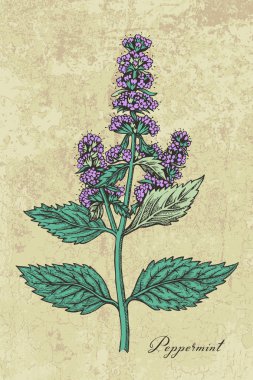 Nane ot yaprakları ve çiçekleri ile 