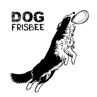 Köpek frizbi spor