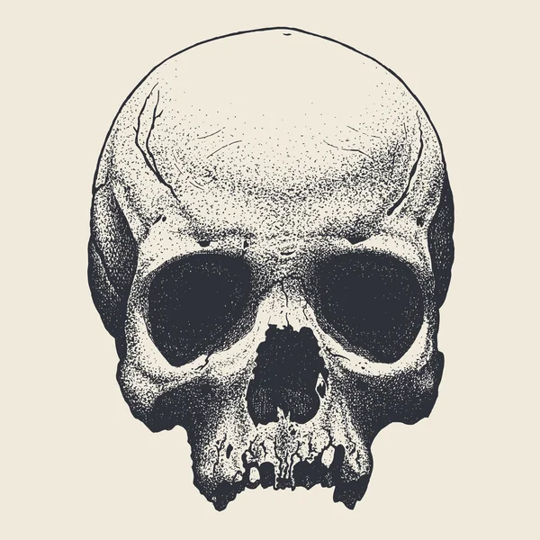 Crâne dessiné à la main — Image vectorielle
