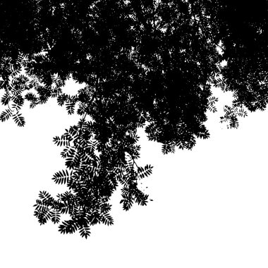 mountain ash silüeti