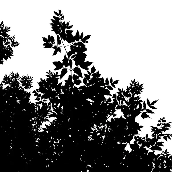 Silhouette de l'érable américain — Image vectorielle