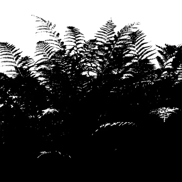 Silhouette de fougère — Image vectorielle